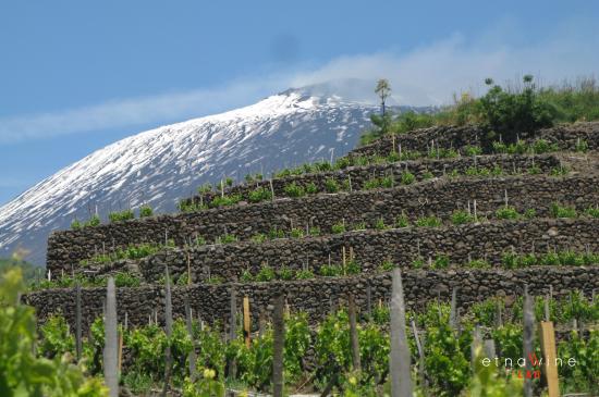 catar vinos cata de vinos en sicilia 