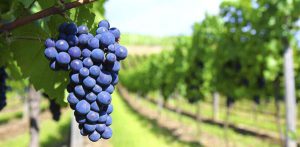 Uva monastrell  Demuerte Wine by WineryOn