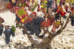 monastrell and yecla the perfect tandem