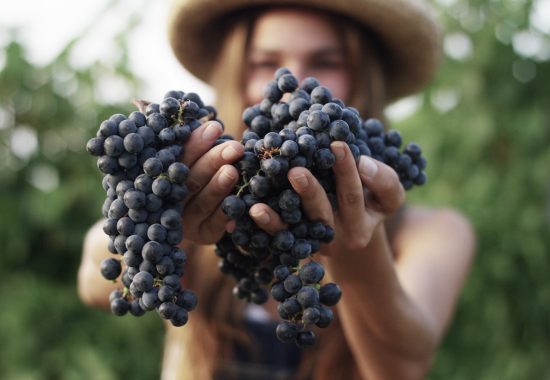 The secret of tannins